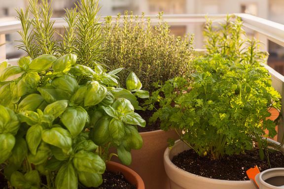Huerta casera en macetas sobre un balcón con albahaca, romero, tomillo y perejil creciendo en sustrato orgánico